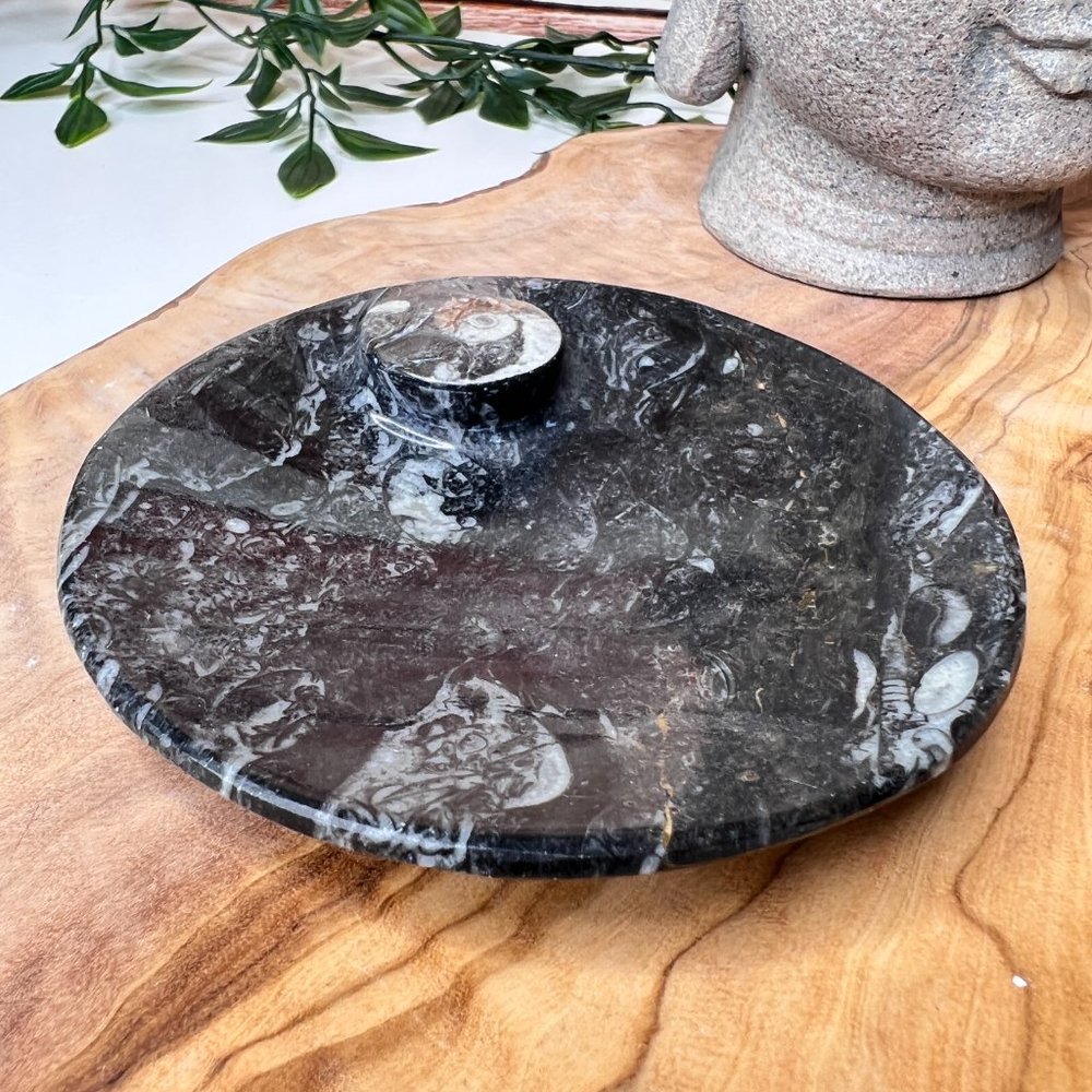Genuine Orthoceras Fossil - Fossil Oval Ammonite Trinket dish from Morocco